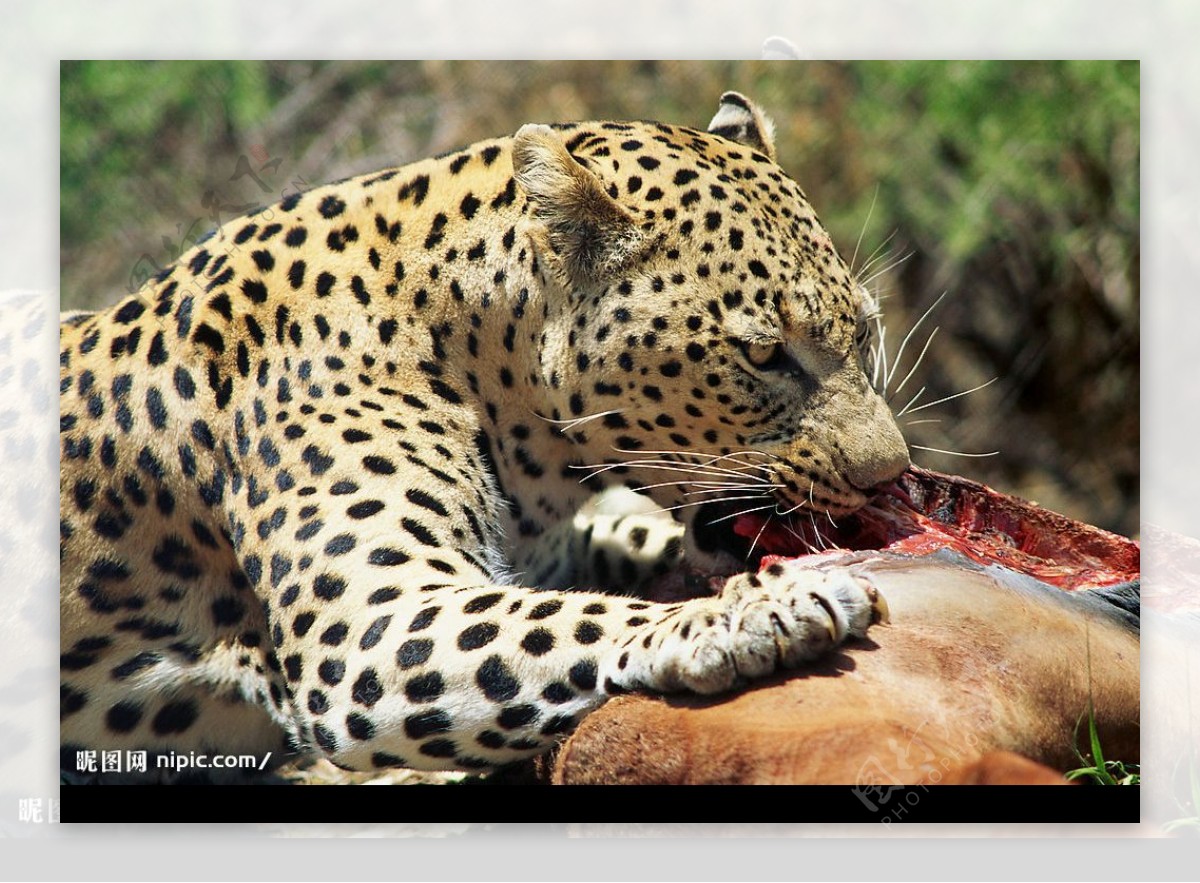 猫科动物豹捕食图片