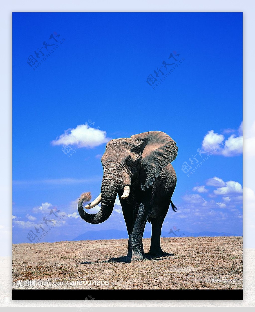 蓝天原野上的一头大象图片