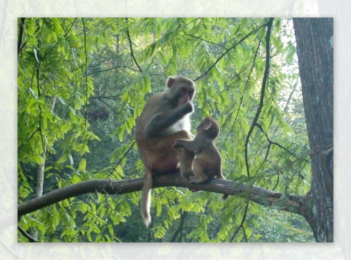 猴子摄影图__野生动物_生物世界_摄影图库_昵图网nipic.com