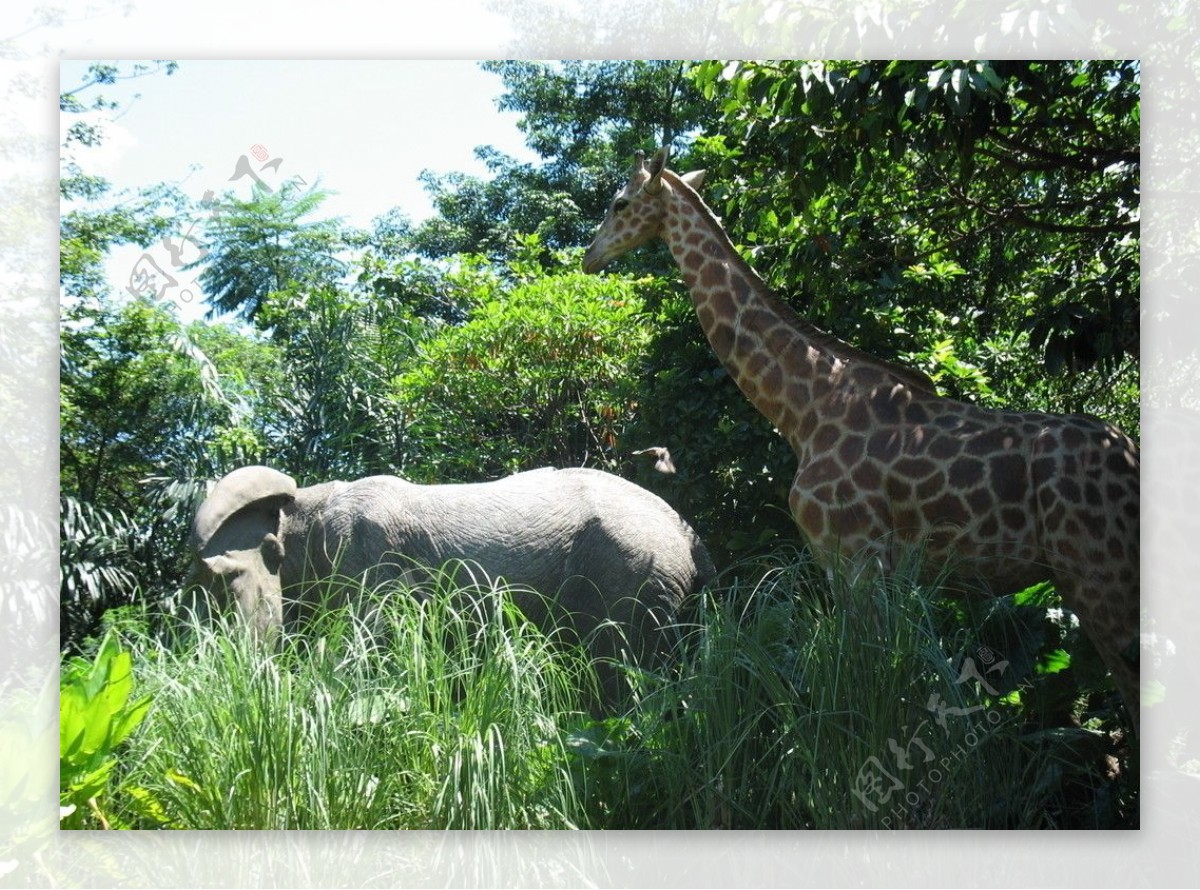 穿越丛林的大象和长颈鹿图片