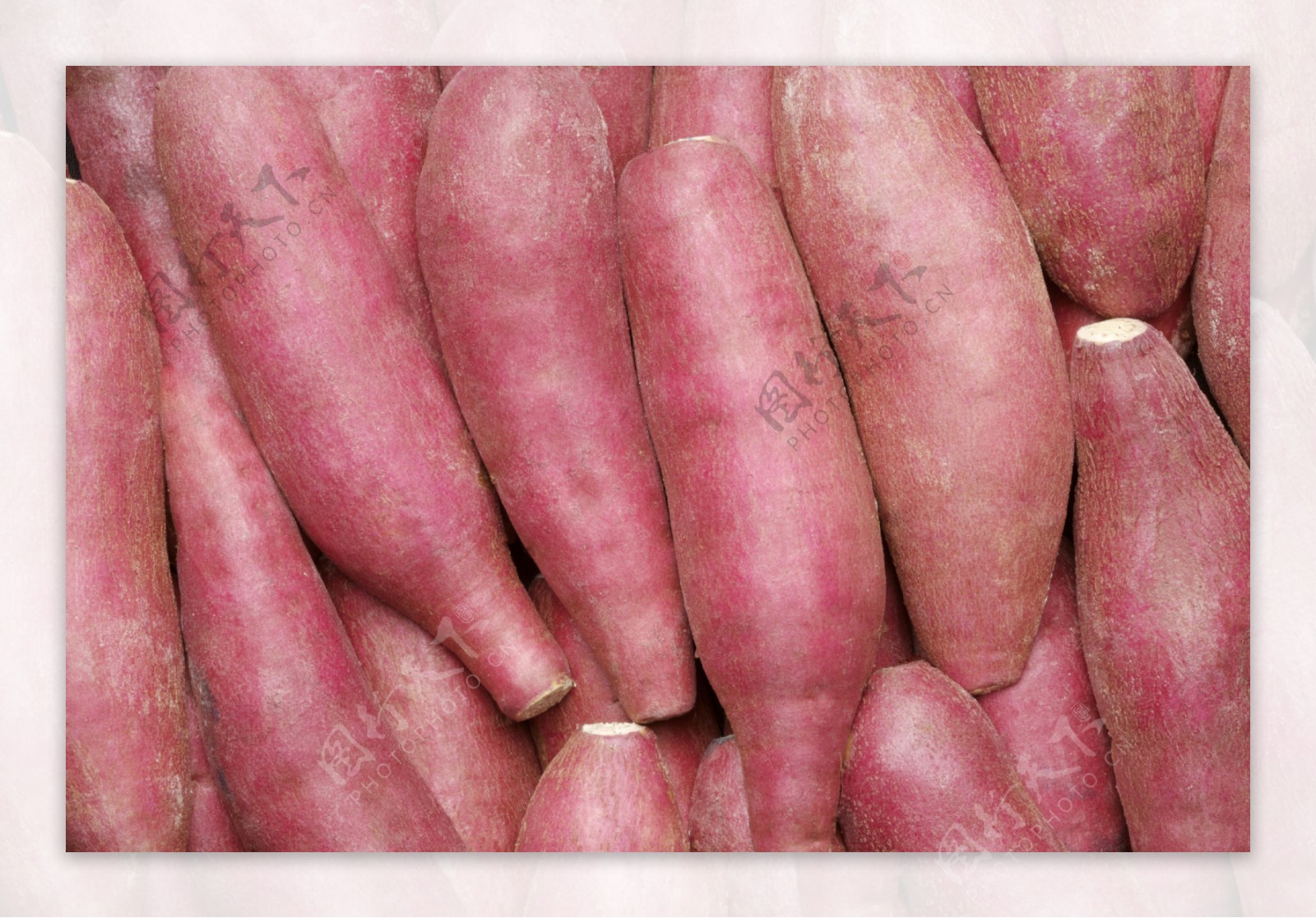 红薯山芋图片