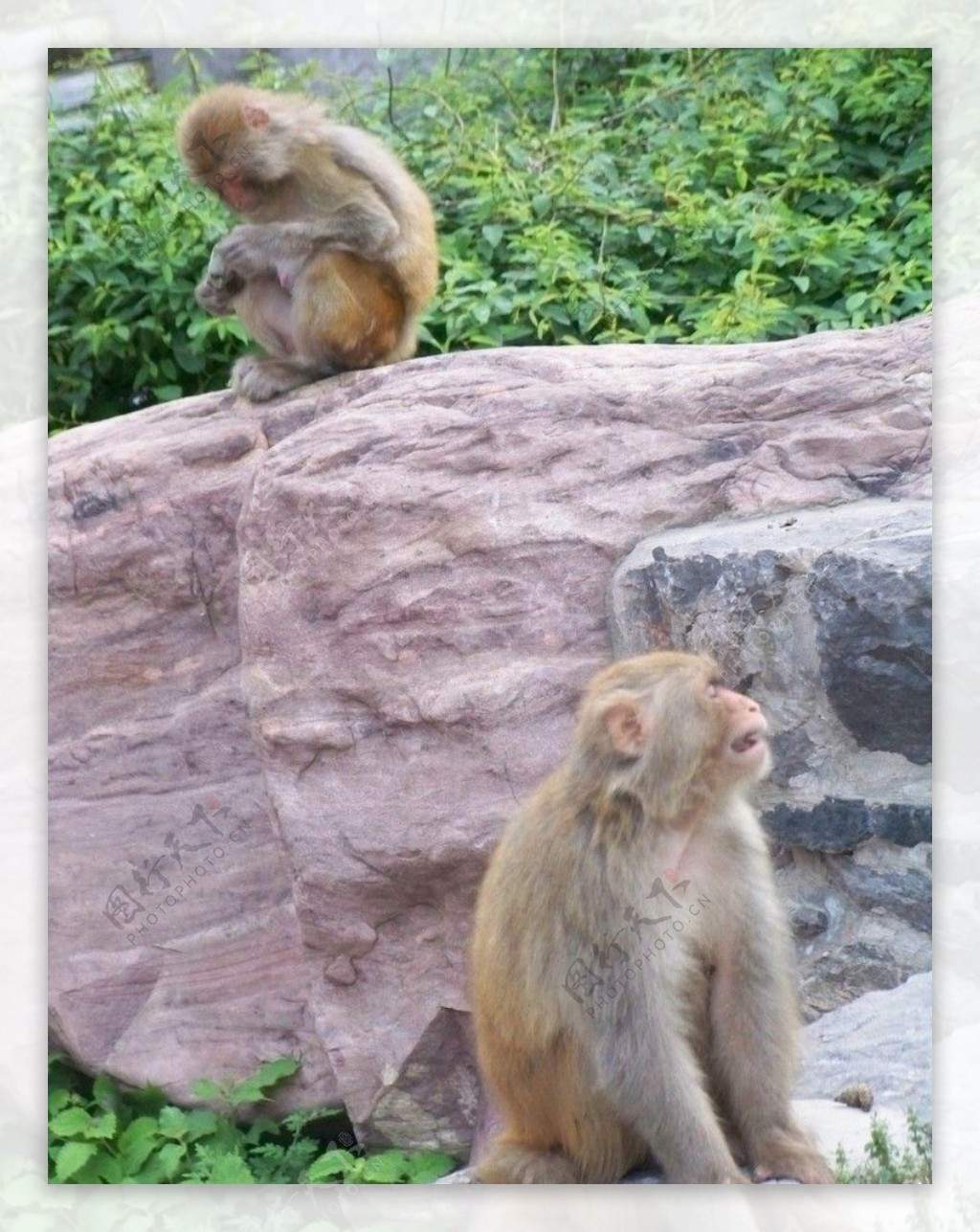 猴子谈情图片
