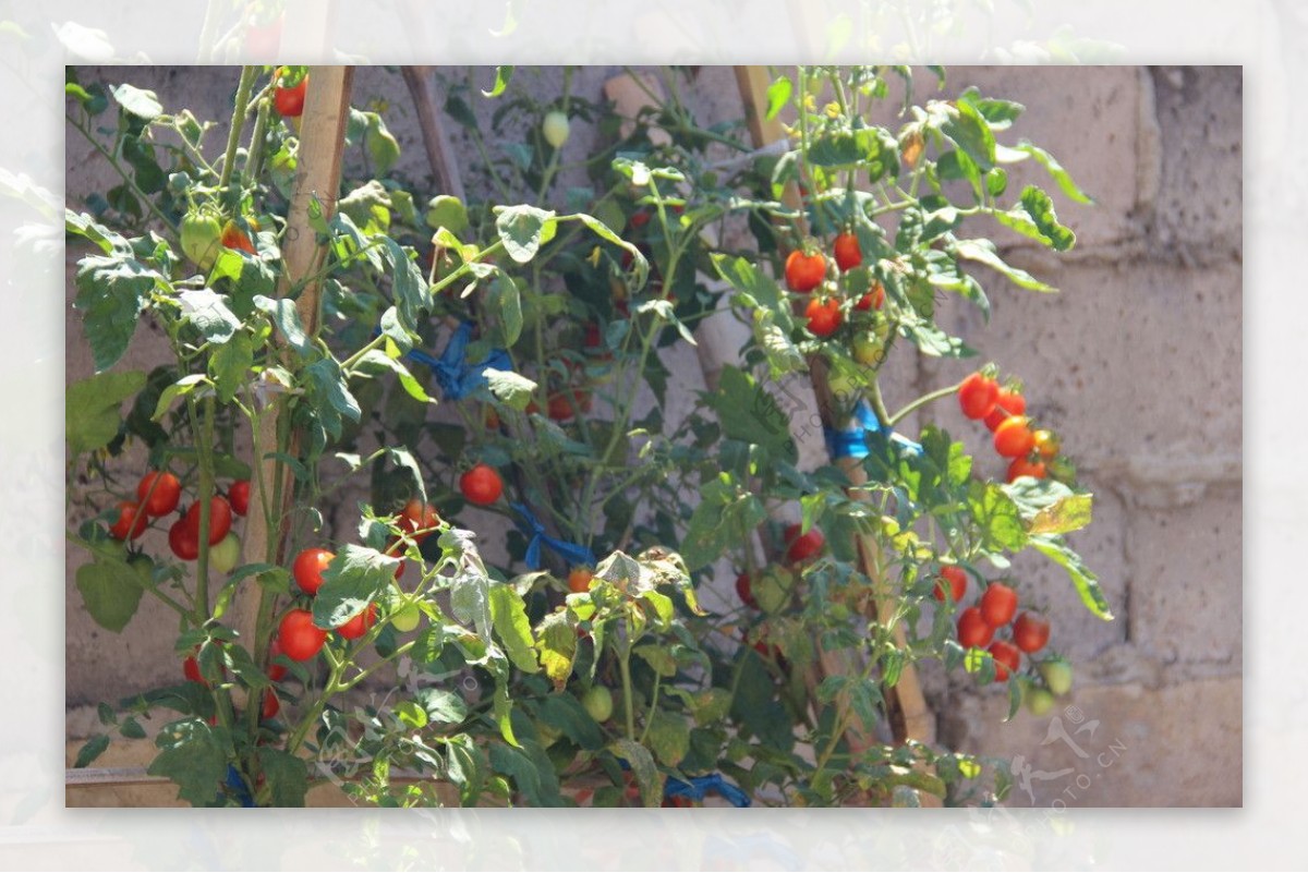 农家小番茄图片