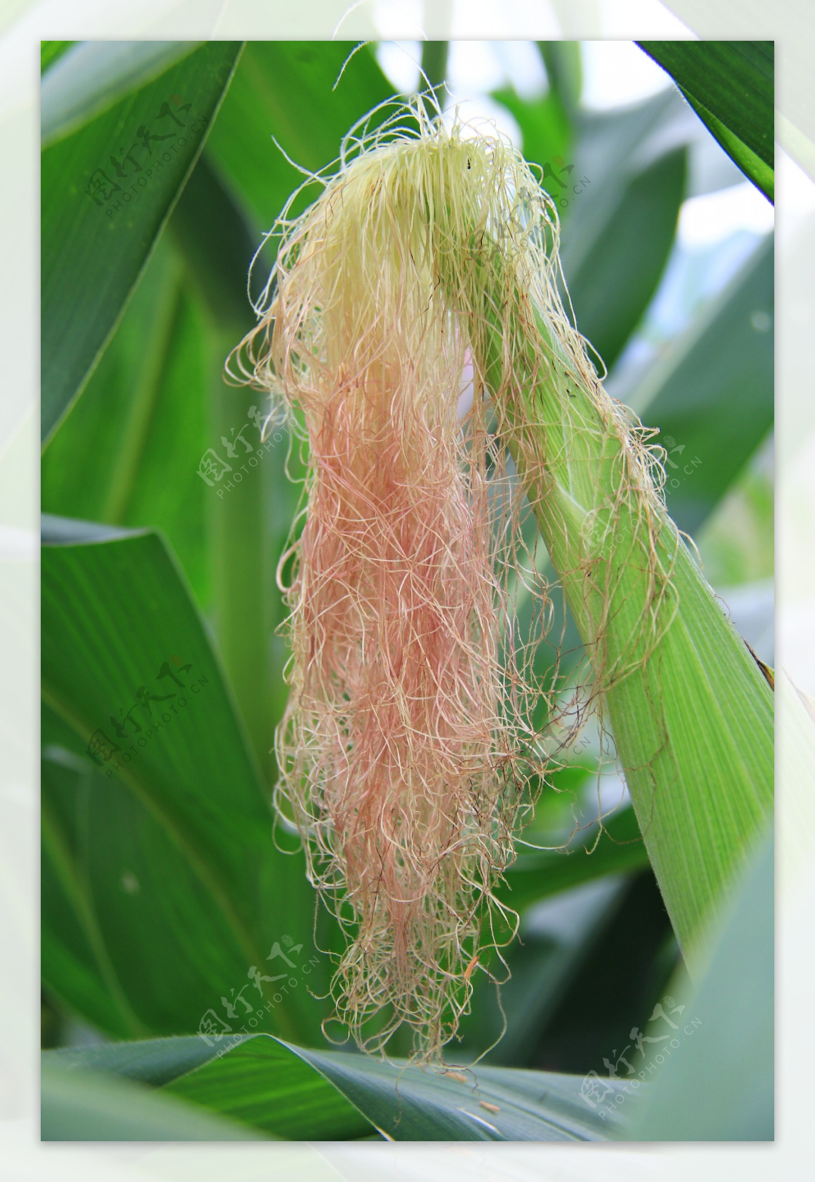 玉米地 人工林 植物 - Pixabay上的免费照片 - Pixabay