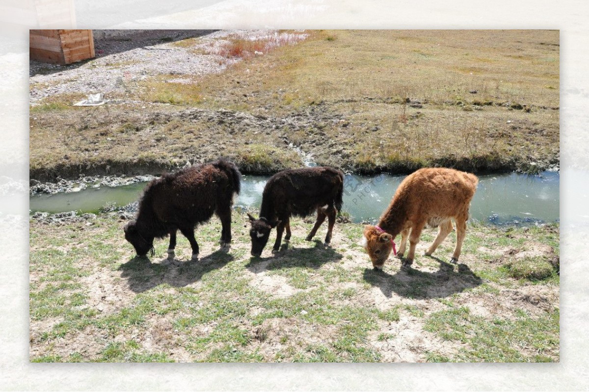 草原牦牛图片