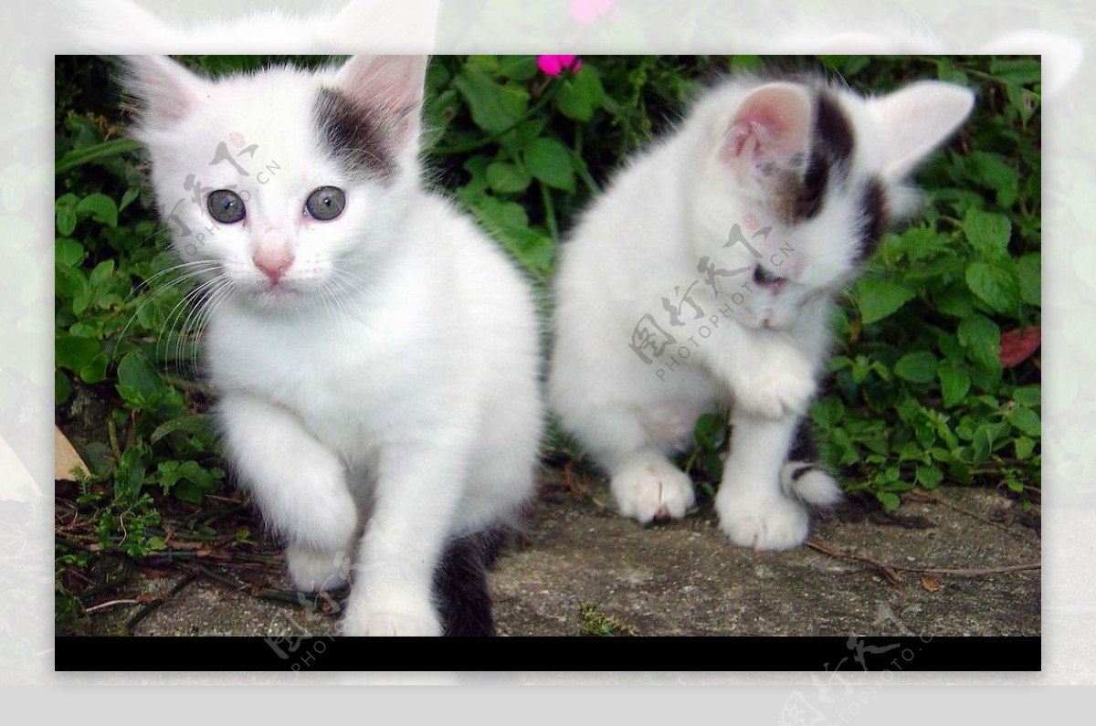 两只白猫图片
