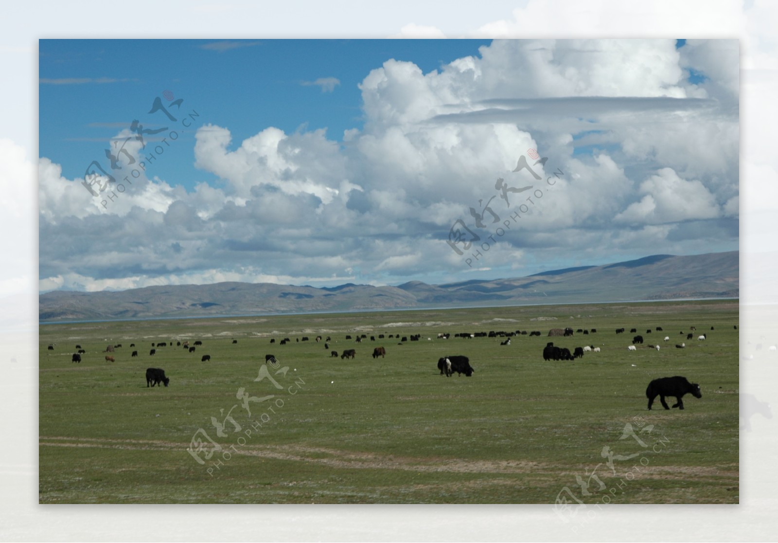 藏北草原图片