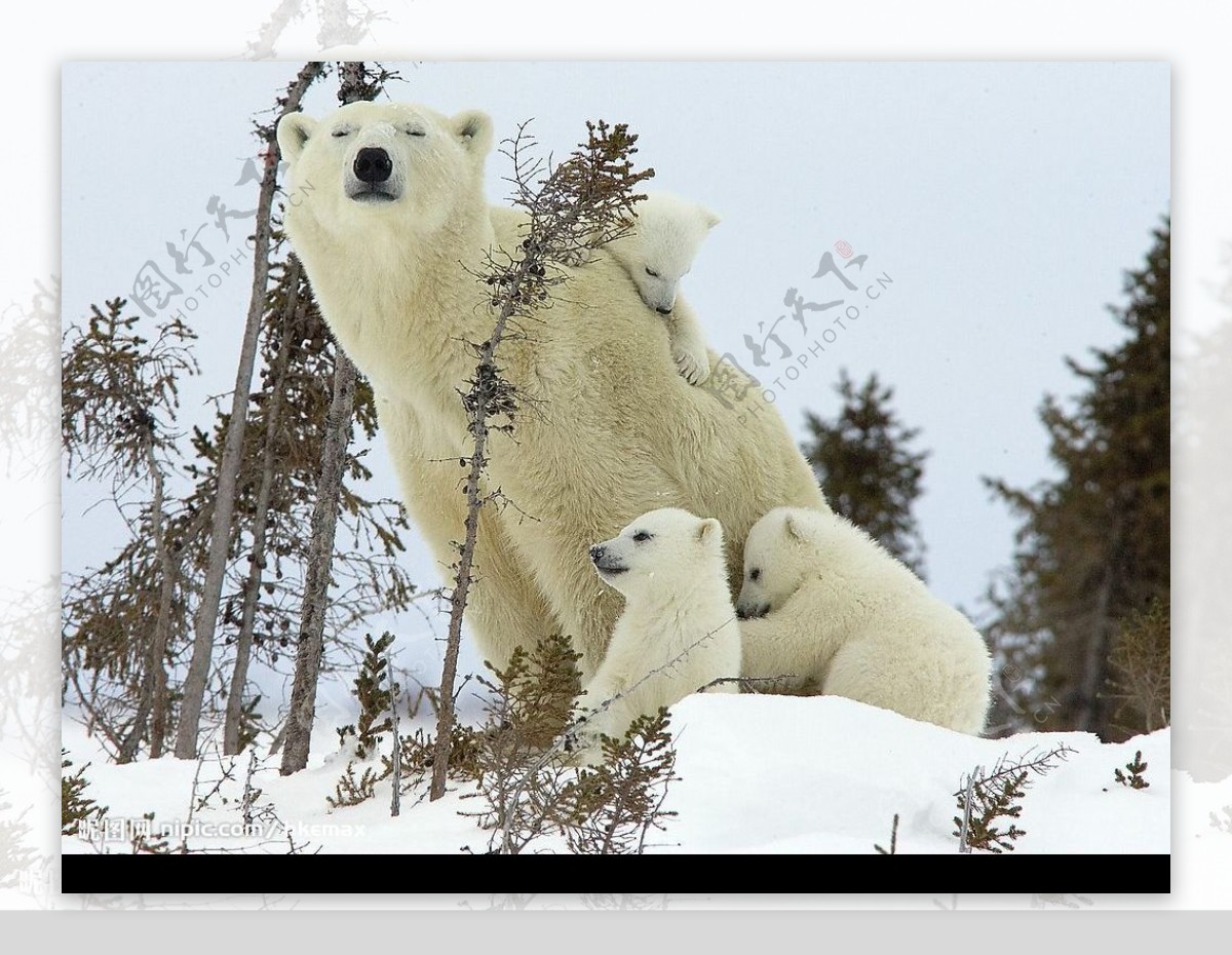 北極熊图片
