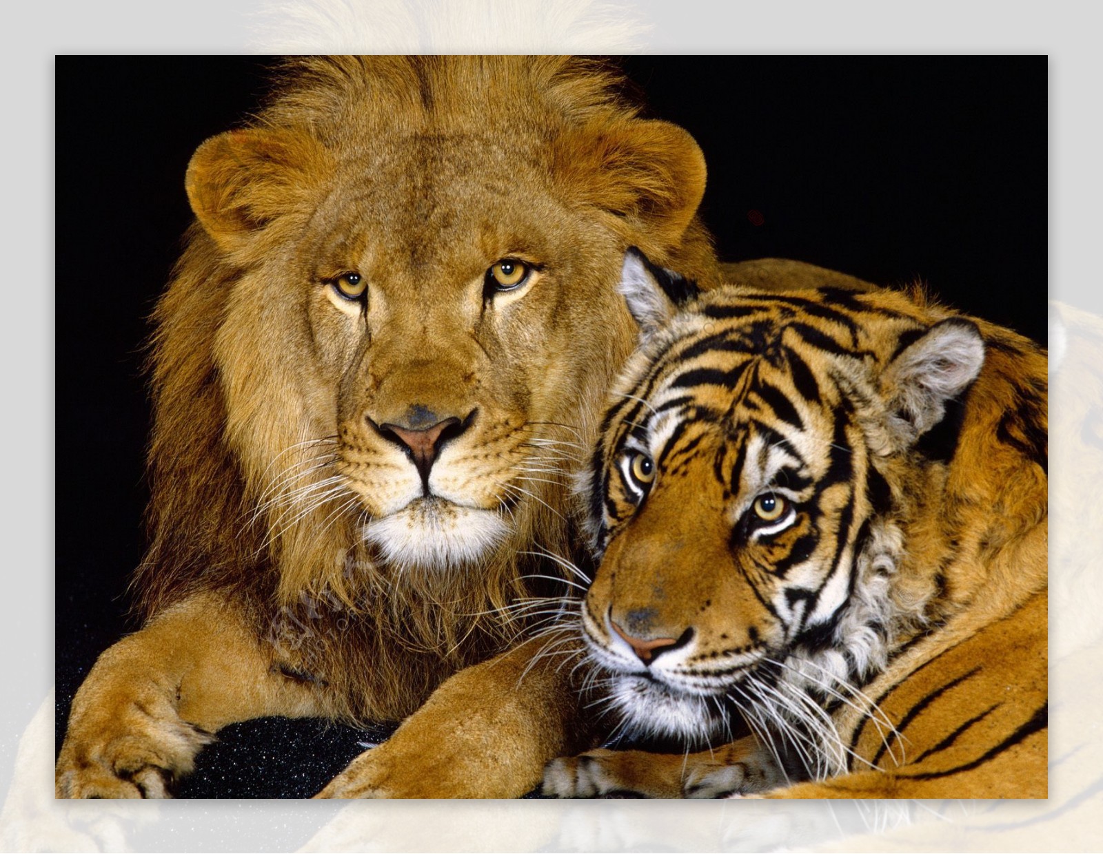 狮子和老虎图片