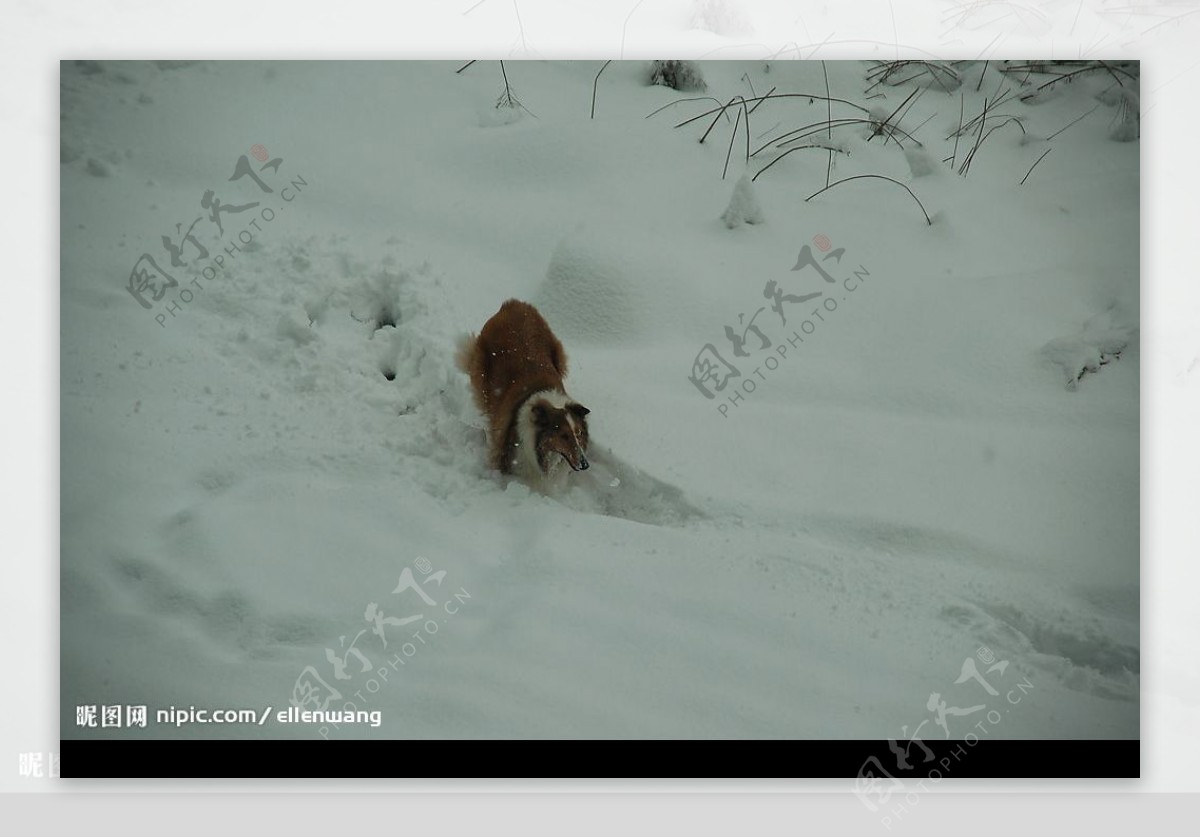 雪中的苏牧图片