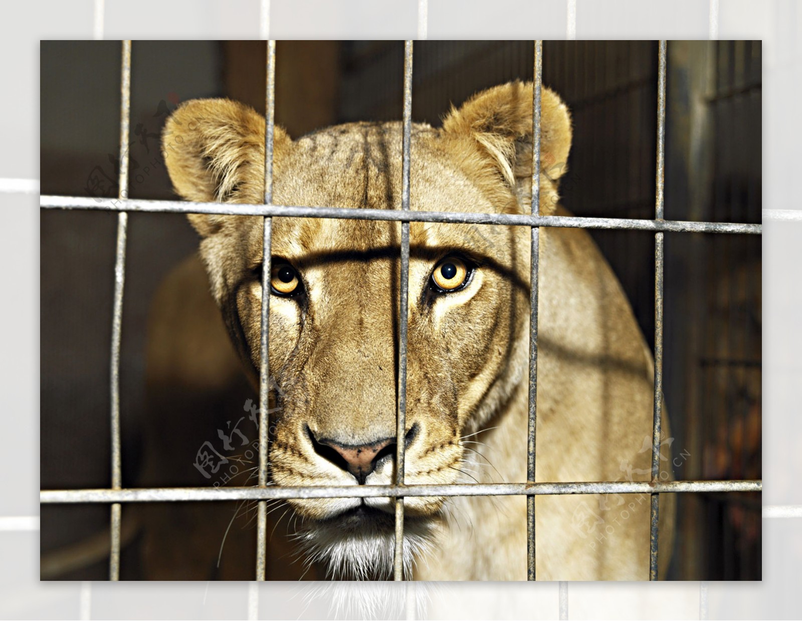 笼中狮子图片