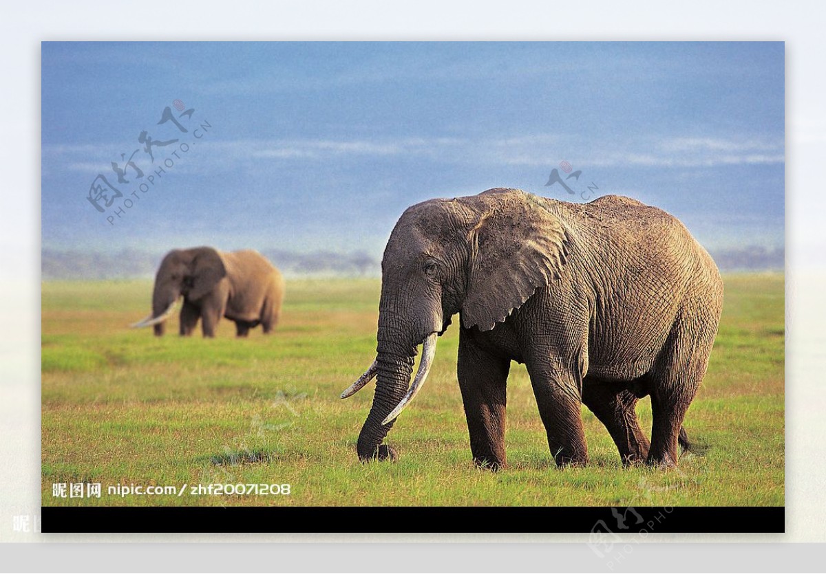 一近一远两头大象图片