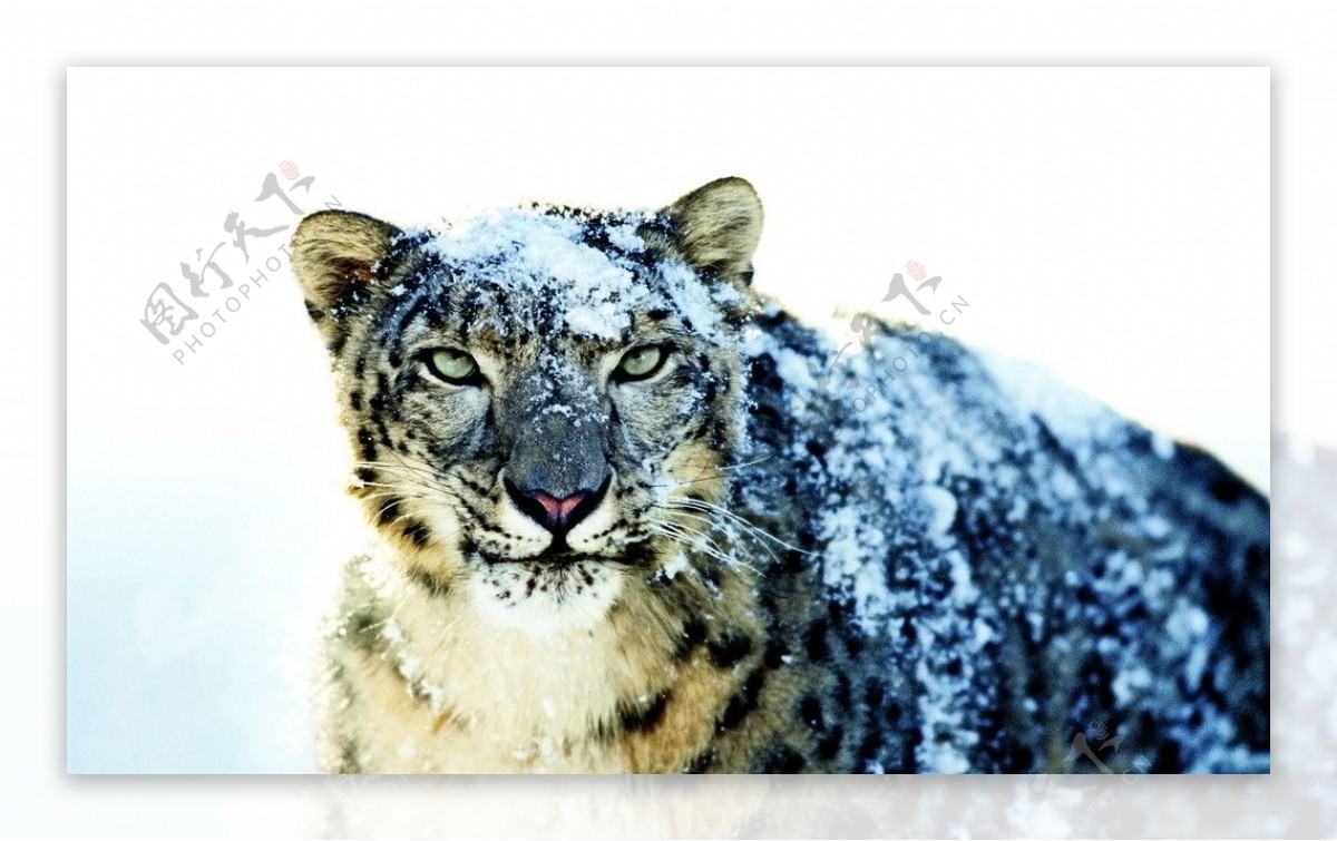 冰天雪地的金钱豹图片