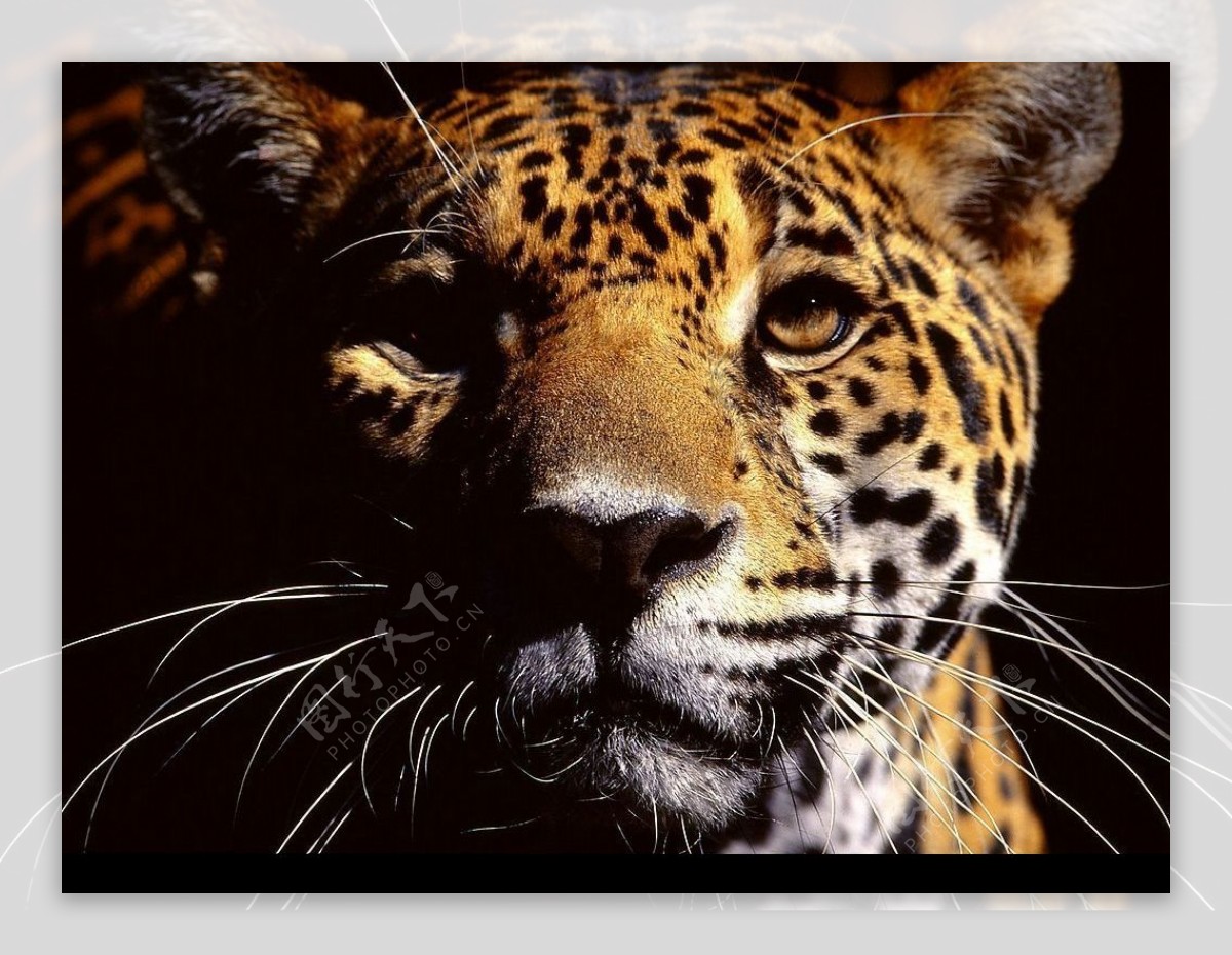Leopard Face HD Desktop壁纸：宽屏：高清晰度：全屏