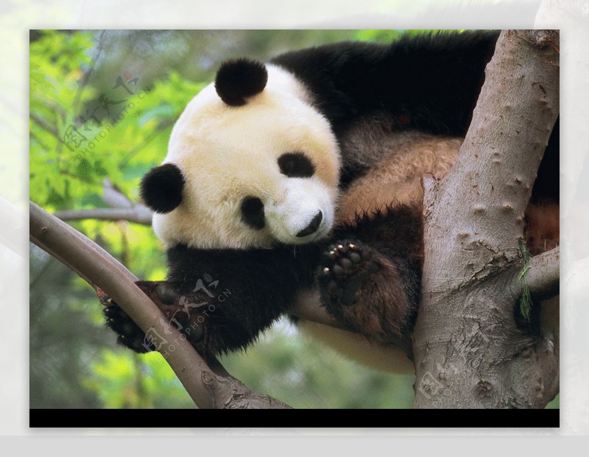 树上的大熊猫图片