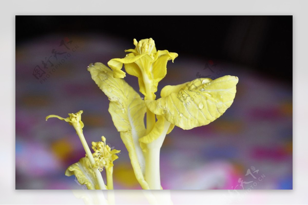 【高清图】实拍十字花科的植物---小白菜开花-中关村在线摄影论坛