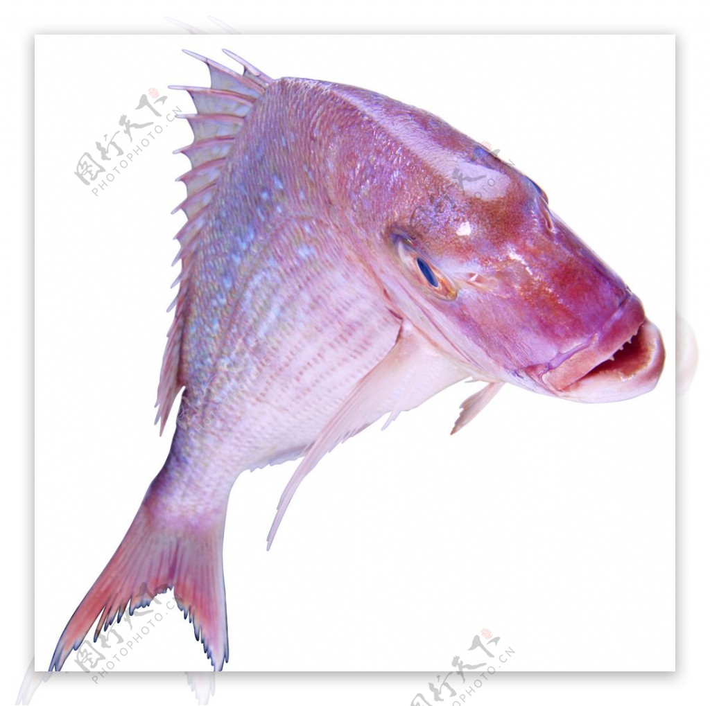 常见/常吃的海鱼品种（家常吃的8种海鱼） - 化蝶巷