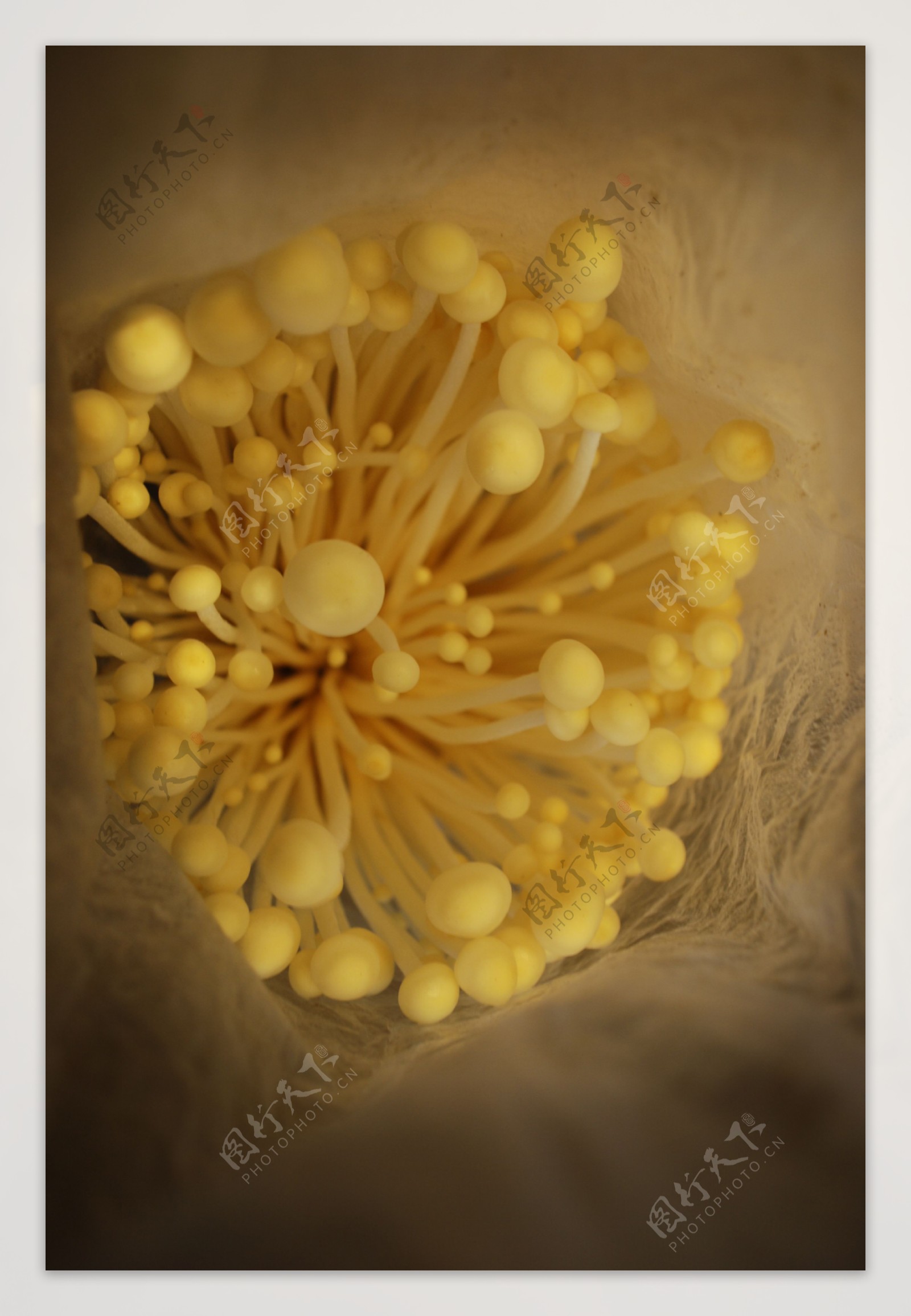 金针菇幼苗图片