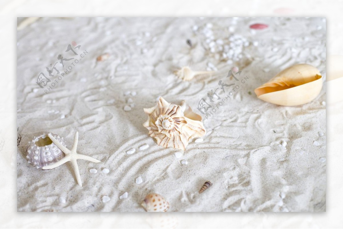 艺术沙滩贝壳海星图片