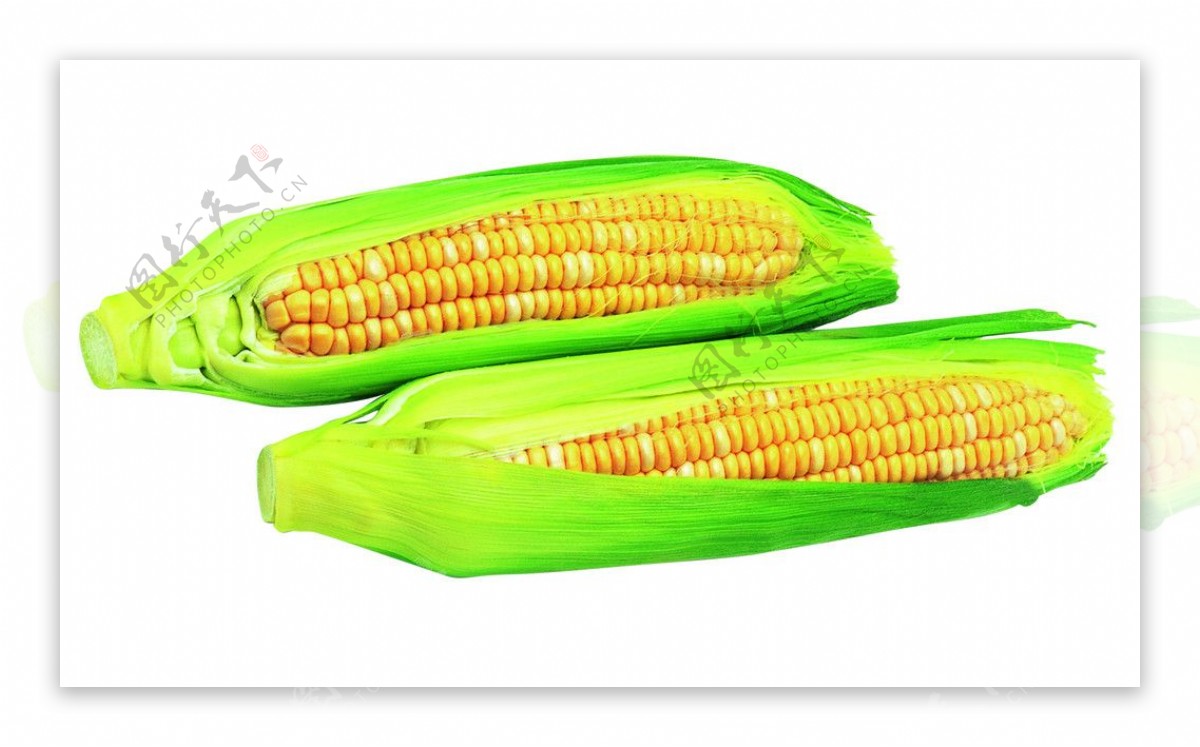农家玉米图片