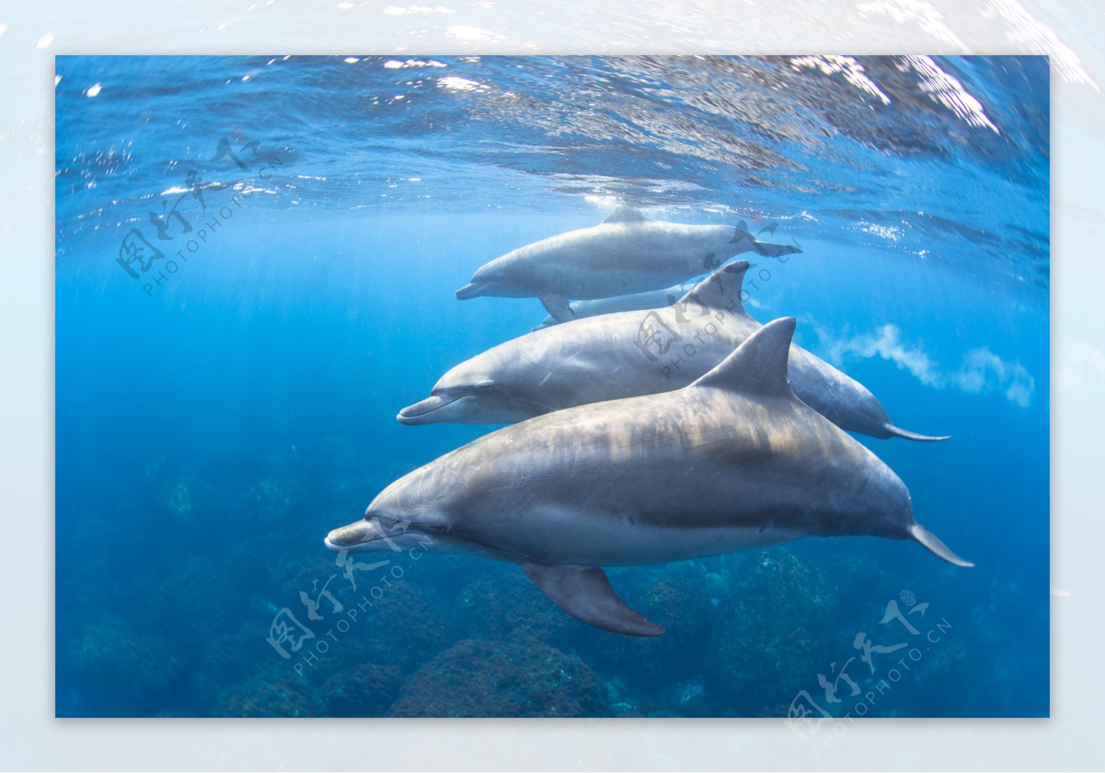 可爱的海豚动物高清图片素材-编号27016526-图行天下