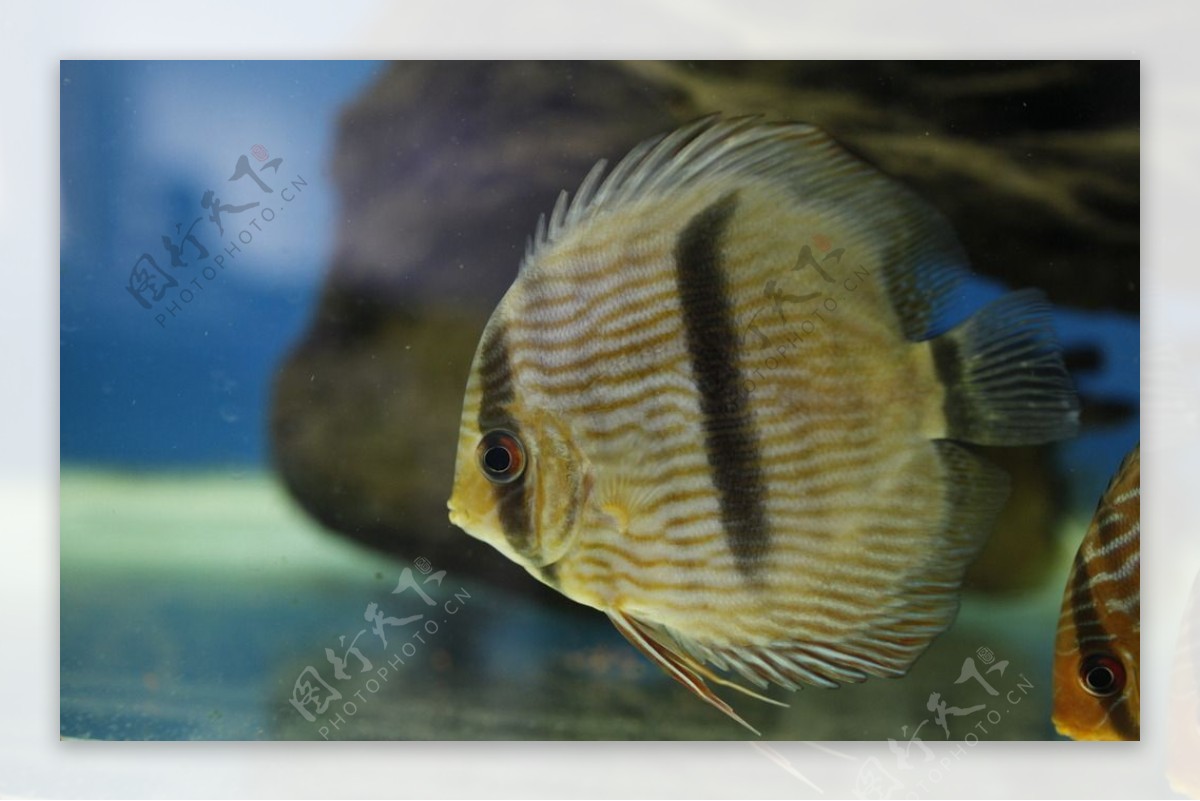 黑格尔热带鱼图片