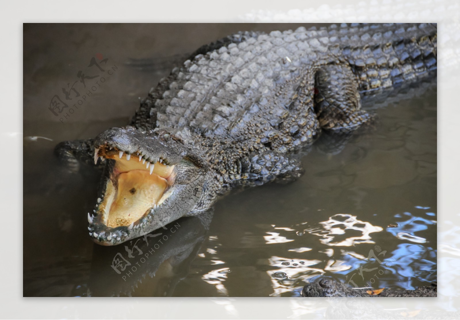 鳄鱼嘴 库存照片. 图片 包括有 危险, 沼泽, 沼泽地, 爬行动物, 佛罗里达, 行程, 鳄鱼, 野生生物 - 13305162