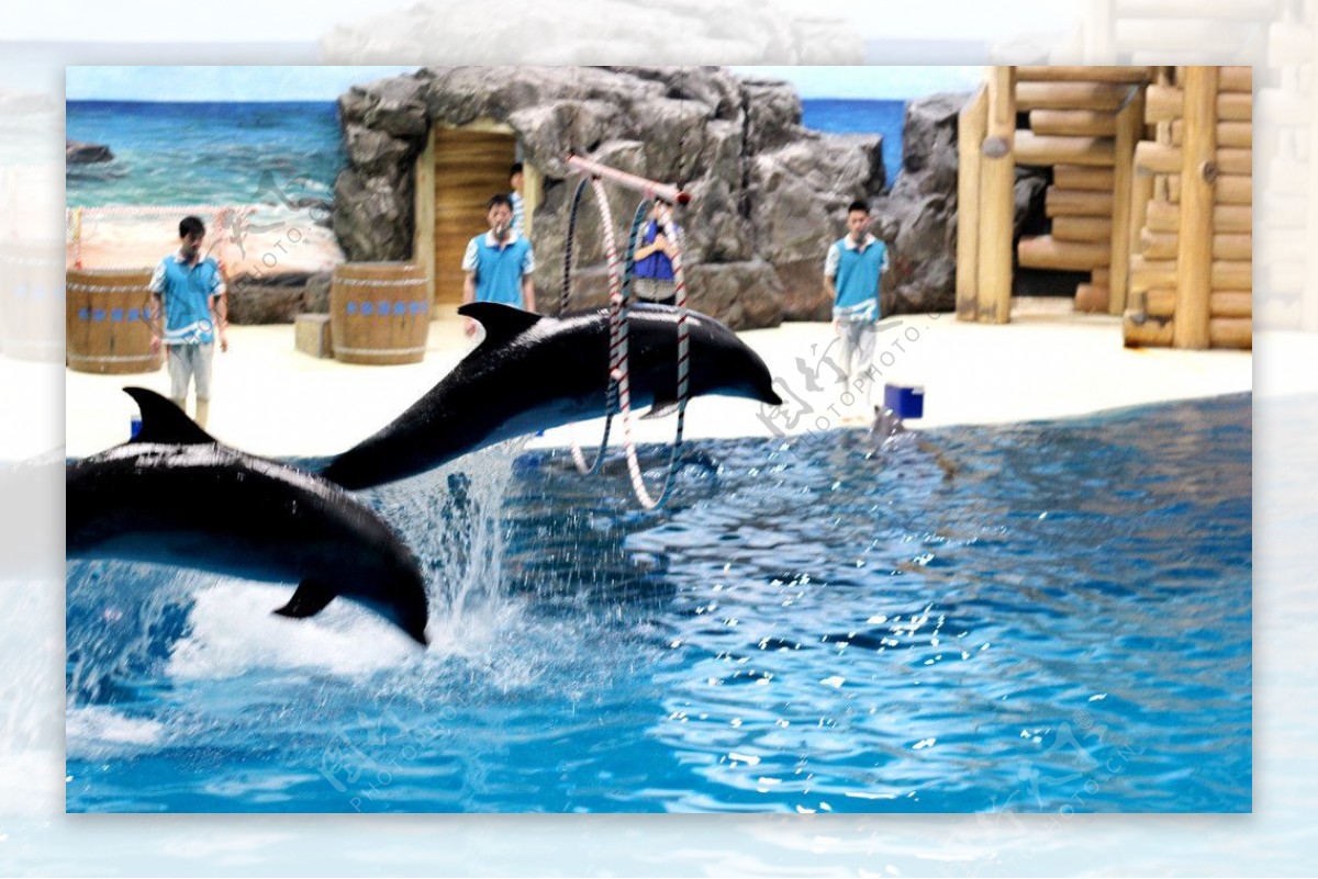 海豚跳跃图片