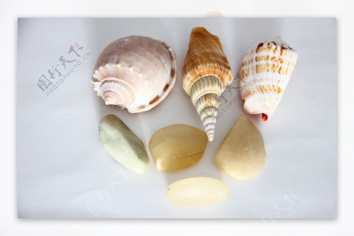 海螺石头图片
