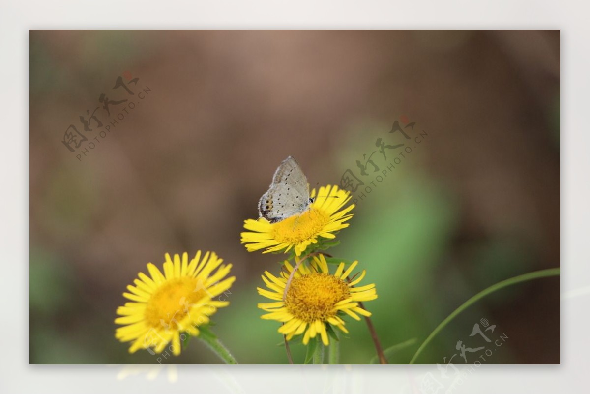 野菊花上的蝴蝶图片