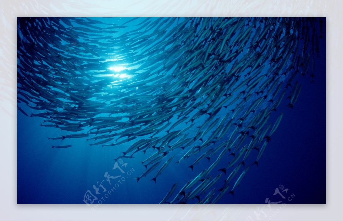 鱼群海底大量的图片