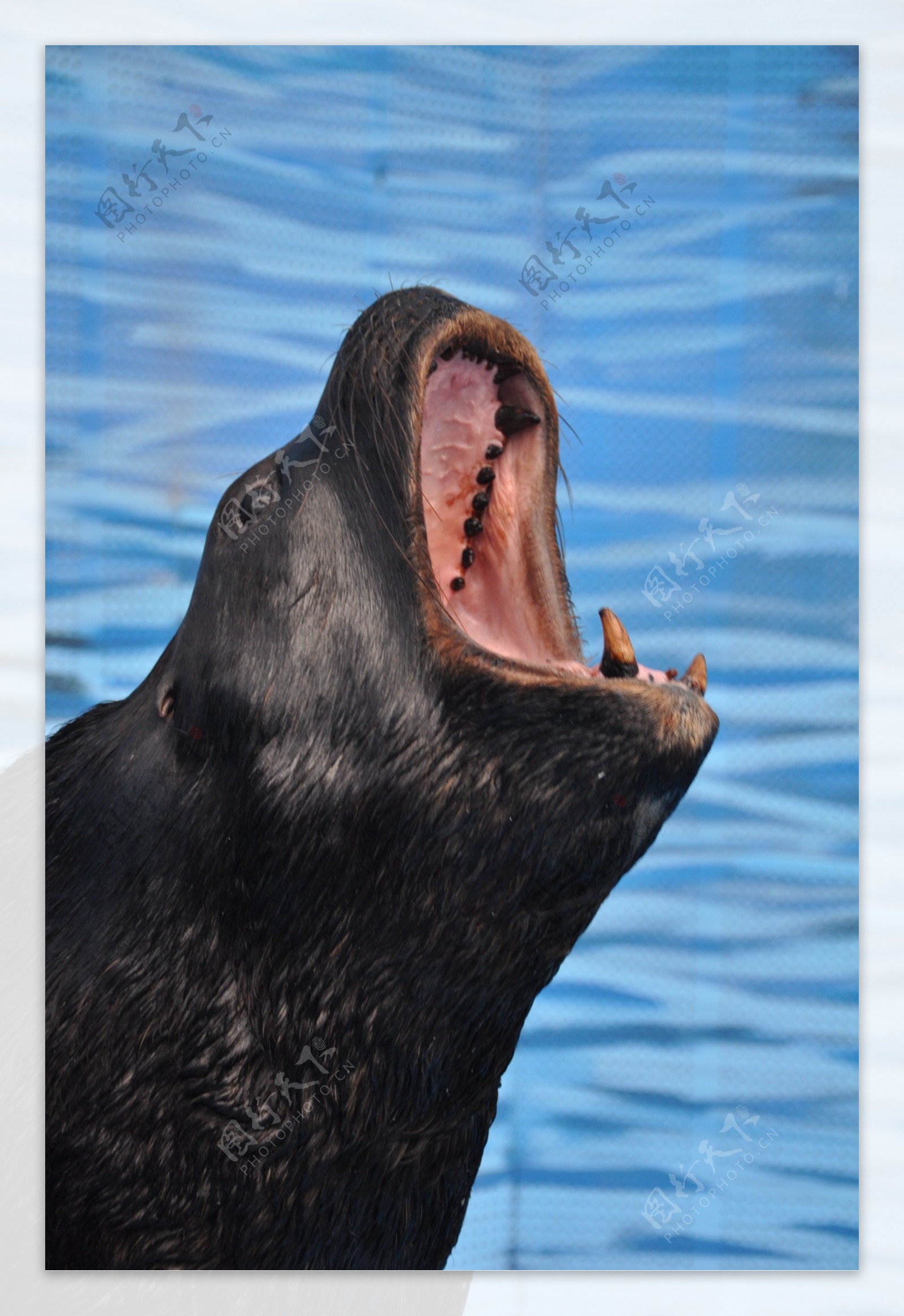 叫喊的海狮在南极洲 库存图片. 图片 包括有 火箭筒, 在前, 嗥叫, 海洋, 鸭脚板, 野生生物, 哺乳动物 - 48789381