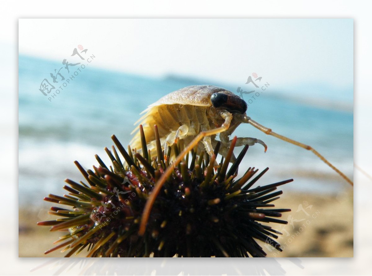 海胆海蟑螂图片