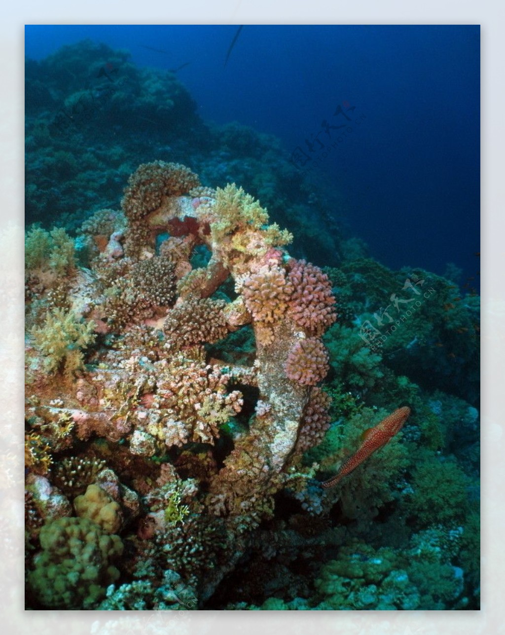 美丽海底世界珊瑚热带鱼图片