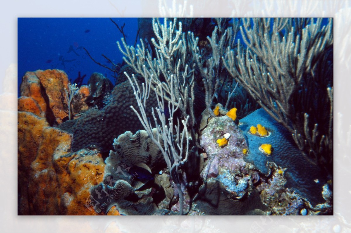 海底美丽珊瑚图片