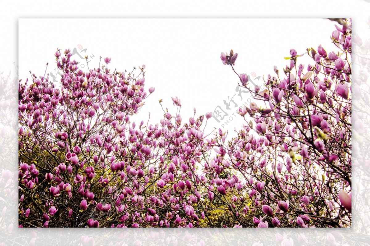 粉红色的木兰花图片