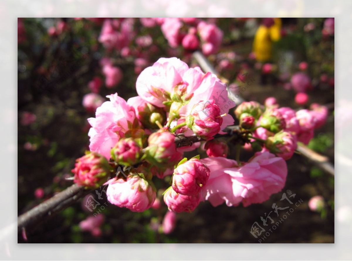 旅顺樱花节图片