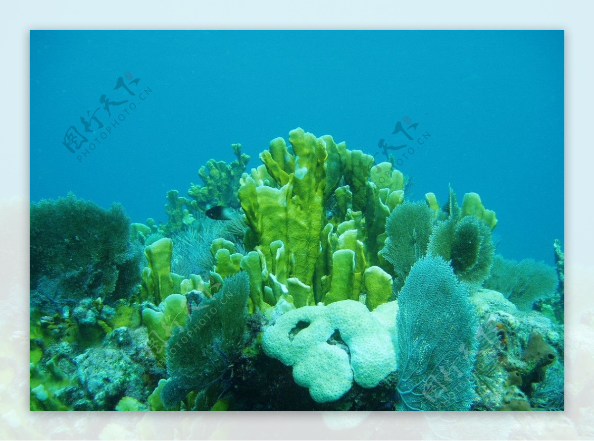 深海珊瑚图片
