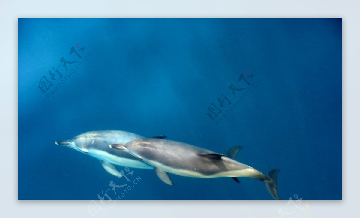 深海野生海豚图片