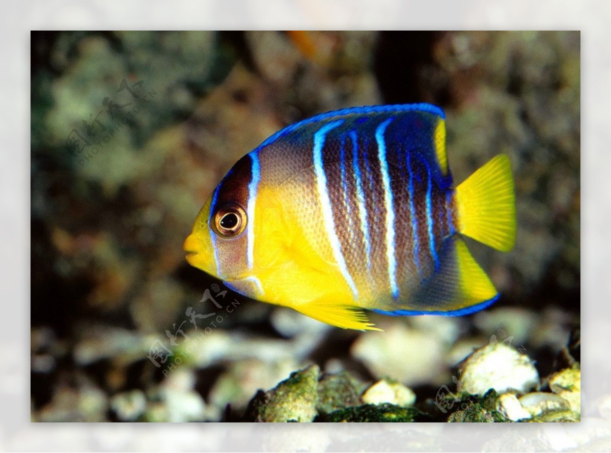 蓝色黄色斑纹鱼图片