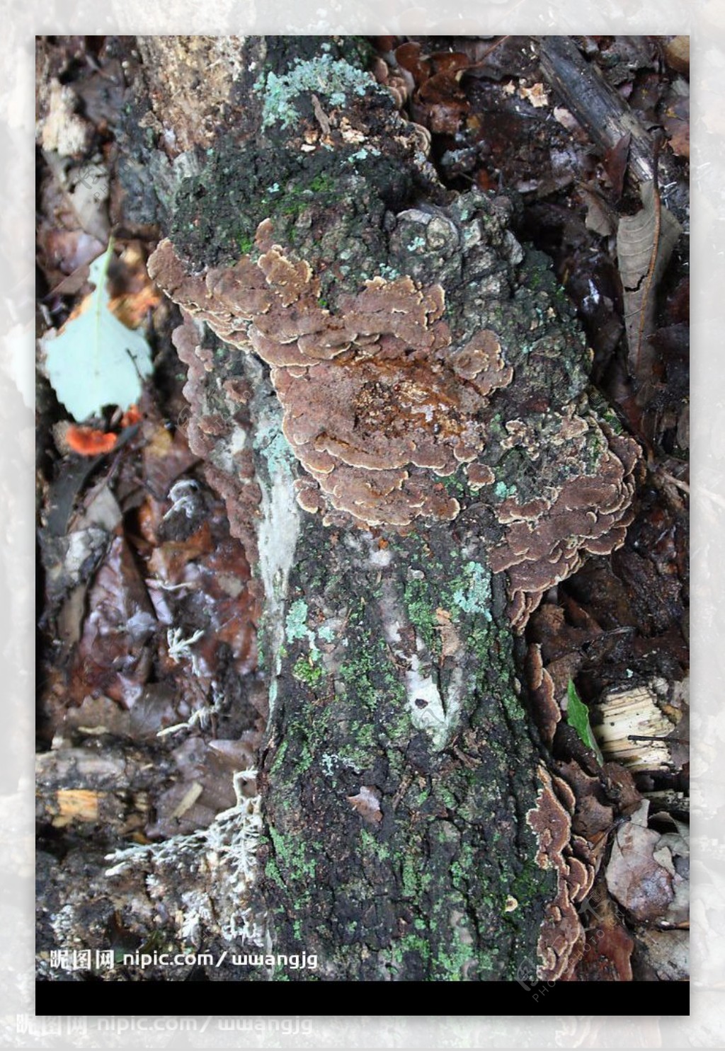 原始森林苔藓图片