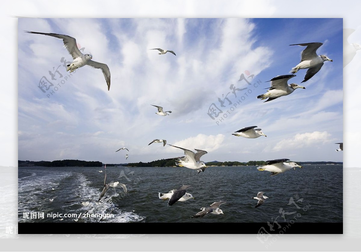 大海上空飞翔的海鸥图片