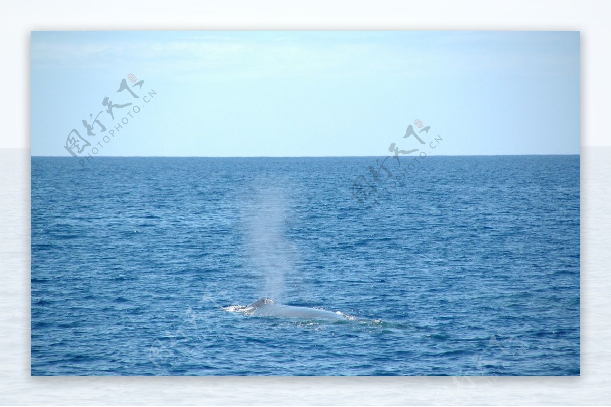 鲸鱼喷水图片
