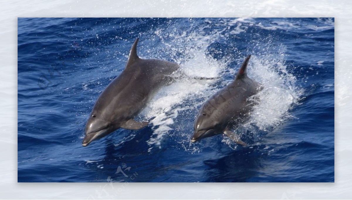 逐浪的海豚图片