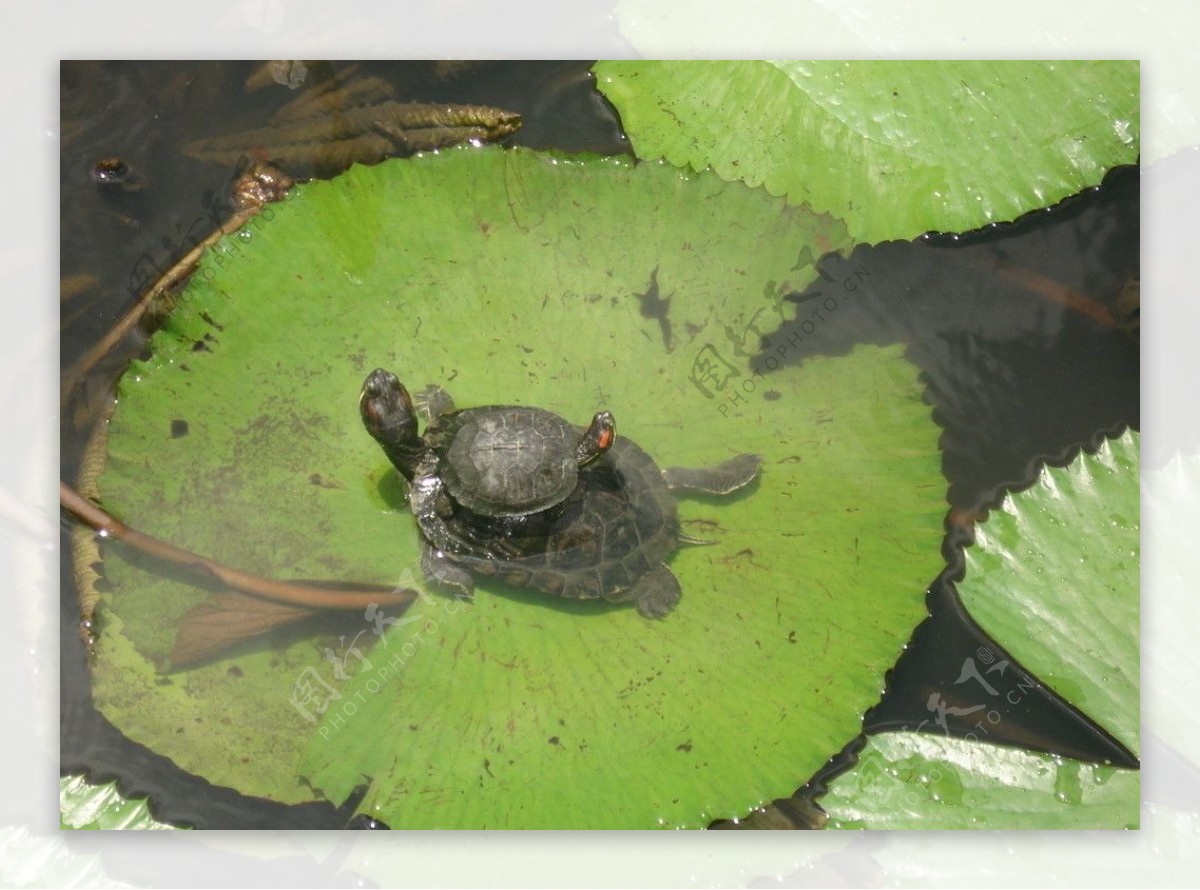 南普陀乌龟图片