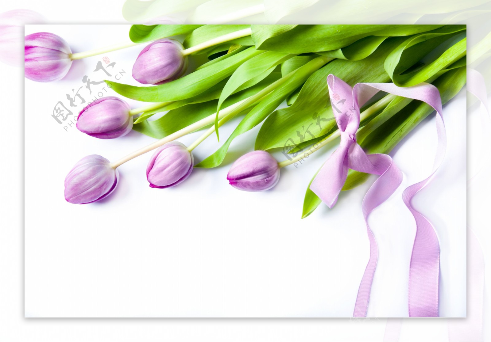 一束花紫色郁金香图片