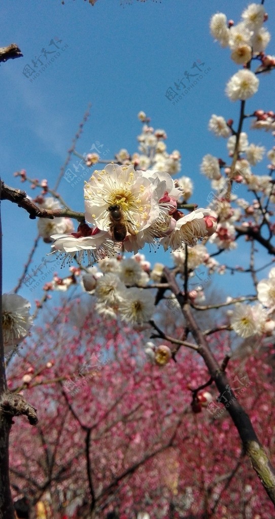 梅花图片