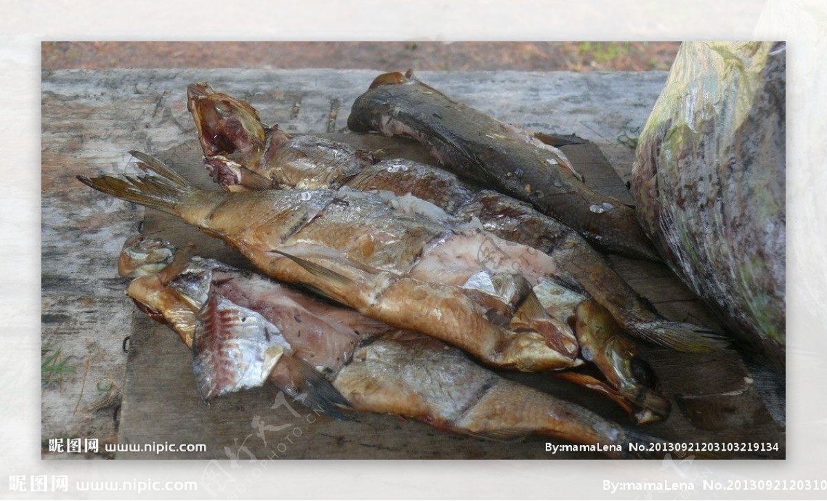 西伯利亚鱼图片