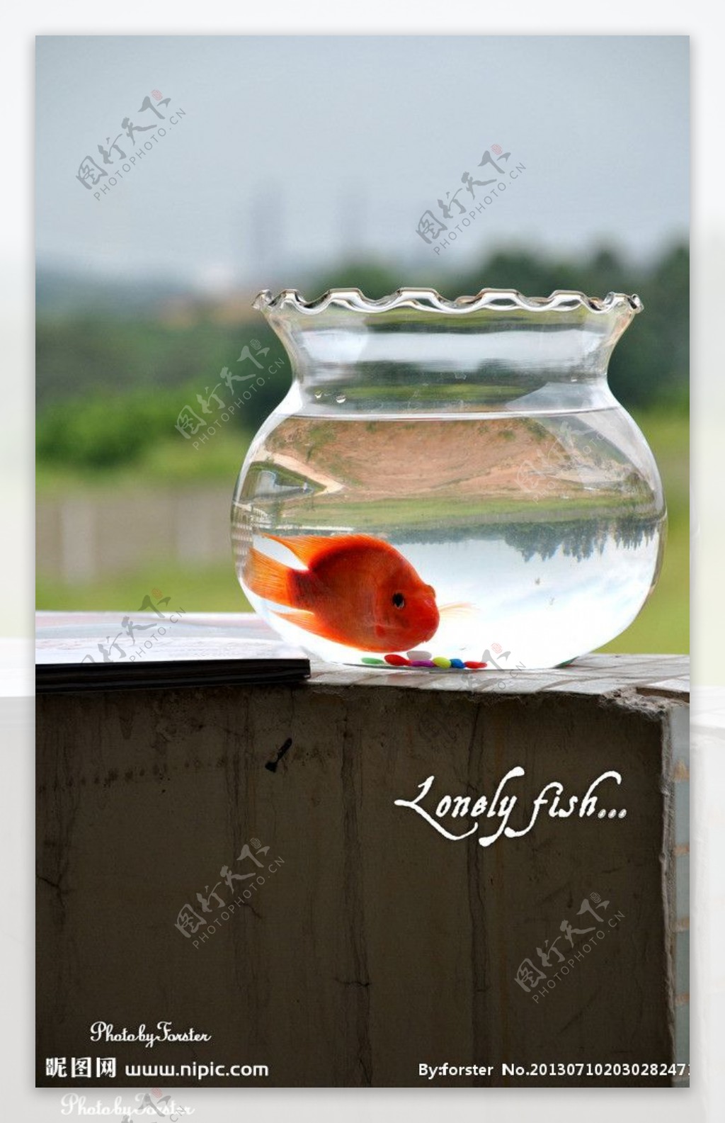 孤独的鱼儿图片