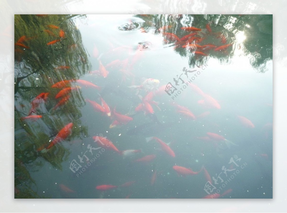 大明湖金鱼图片